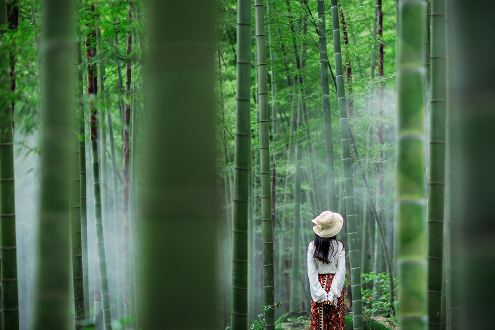 茶山竹海竹林-彭刚摄.jpg